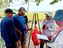 Ubinan Padi Inpari 32 di Desa Kebaron: Petani Prediksi Panen Capai 9,5 Ton per Hektar