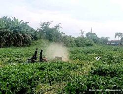 Enceng Gondok di Bengawan Jeroh Masih Jadi Keluhan, Petambak Minta Langkah Tegas Pemerintah