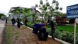 Sinergi TNI–Polri dan Forkopimda Pemalang Gelar Kegiatan Jumat Bersih dan Penanaman 50 Pohon Tabebuya