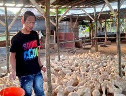 Agus Purnomo Bangkitkan Ekonomi Desa Lewat Peternakan Bebek Darat: Modal Nekat, Hasil Hebat