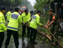 Hujan Deras Disertai Angin Kencang, Pohon Tumbang Ganggu Aktivitas Warga Babat