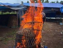 Polresta Banyuwangi Bongkar Arena Judi Sabung Ayam