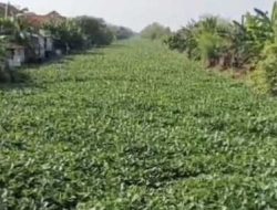 Enceng Gondok di Bengawan Njeroh Menjadi Permasalahan yang Mengkhawatirkan