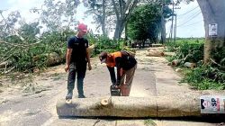 Antisipasi Musim Hujan, Tim Gabungan Tebang Pohon Rawan Tumbang di Ngawi