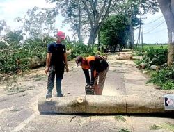Antisipasi Musim Hujan, Tim Gabungan Tebang Pohon Rawan Tumbang di Ngawi