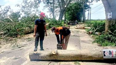 Antisipasi Musim Hujan, Tim Gabungan Tebang Pohon Rawan Tumbang di Ngawi
