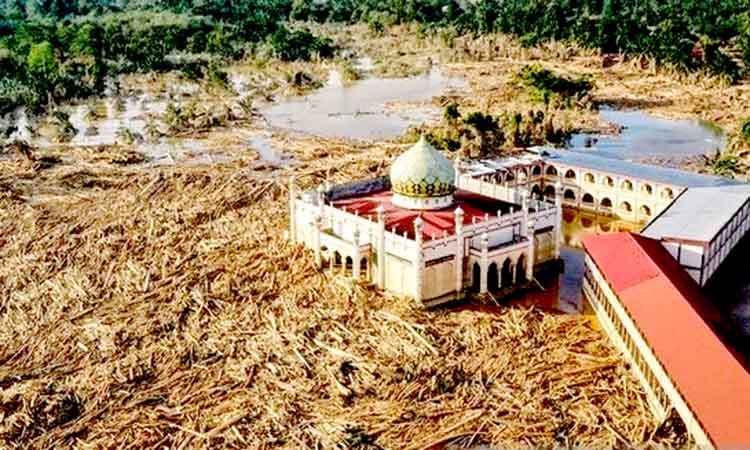 Lautan kayu di aceh tamiang erla (1)