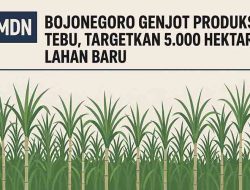 Bojonegoro Genjot Produksi Tebu, Targetkan 5.000 Hektare Lahan Baru