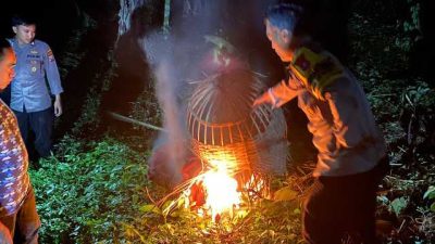 Polres Malang Kembali Bongkar Lokasi Judi Sabung Ayam di Sumberpucung