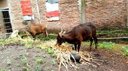 Ancaman PMK Meningkat di Takalar, Pemerintah Imbau Vaksinasi Ternak