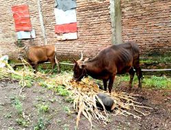 Ancaman PMK Meningkat di Takalar, Pemerintah Imbau Vaksinasi Ternak