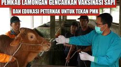 Pemkab Lamongan Gencarkan Vaksinasi Sapi dan Edukasi Peternak untuk Tekan PMK