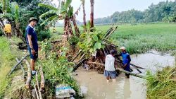 Ratusan Hektar Sawah Terendam, Petani Gunungrejo Terancam Gagal Panen