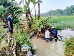 Ratusan Hektar Sawah Terendam, Petani Gunungrejo Terancam Gagal Panen