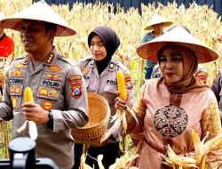 Wabup Sidoarjo Bersama Gubernur Jatim dan Forkopimda Panen Raya Jagung Kuartal I 2026 di Desa Kedensari