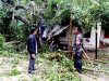 Dengan Sigap, Babinsa Bantu Bersihkan Rumah Warga Yang Tertimpa Pohon Tumbang