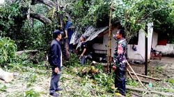 Dengan Sigap, Babinsa Bantu Bersihkan Rumah Warga Yang Tertimpa Pohon Tumbang