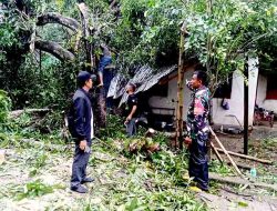 Dengan Sigap, Babinsa Bantu Bersihkan Rumah Warga Yang Tertimpa Pohon Tumbang