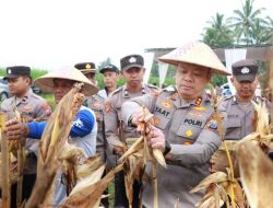 Polres Malang Panen Raya Jagung, Hasil 8 Ton untuk Dukung Stok Pangan