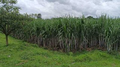 Revitalisasi BUMDes Karangrejo Kandat, Usung Wisata Terpadu dan Ketahanan Pangan