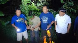 Tanam Ganja di Rumah, Dua Warga Plosoklaten Diamankan Polres Kediri