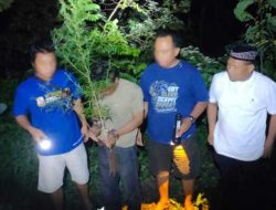 Tanam Ganja di Rumah, Dua Warga Plosoklaten Diamankan Polres Kediri