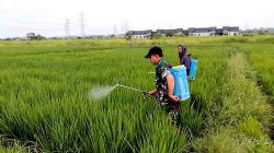 Kodim 0817/Gresik Optimalkan Lahan Tidur, Penanaman Padi dan Jagung Rampung 100 Persen