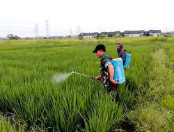 Kodim 0817/Gresik Optimalkan Lahan Tidur, Penanaman Padi dan Jagung Rampung 100 Persen