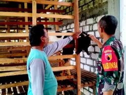 Babinsa Kebomas Dorong Peternak Kambing Lebih Produktif Lewat Komsos