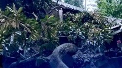 Pohon Tumbang di Cinangka Serang