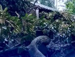 Pohon Tumbang di Cinangka Serang, Akses Jalan Sempat Tertutup dan Dapur Rumah Warga Rusak