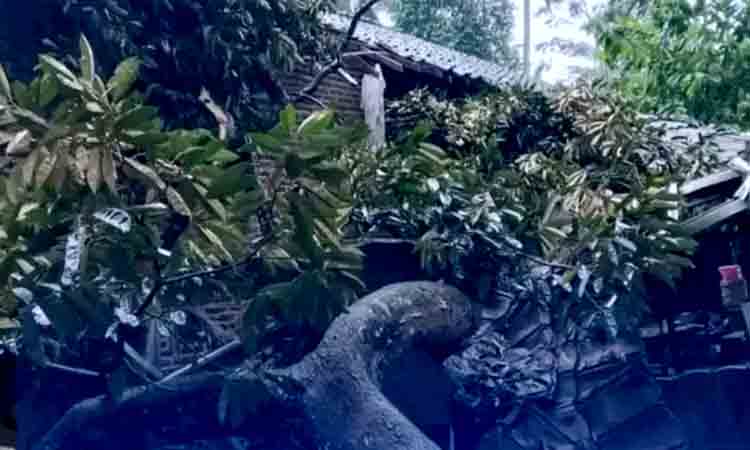 Pohon Tumbang di Cinangka Serang