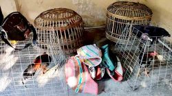 Polres Lamongan Gerebek Arena Sabung Ayam di Babat, Barang Bukti Diamankan