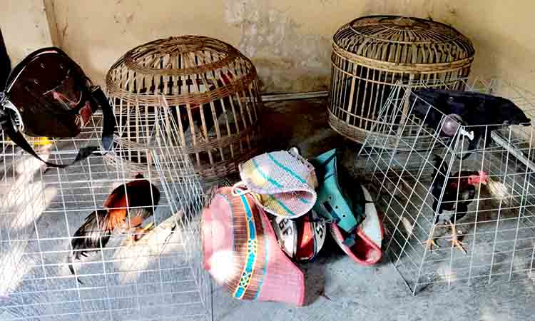 Polres Lamongan Gerebek Arena Sabung Ayam di Babat