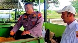 Rabu Berguru, Sat Binmas Polres Ngawi Belajar Langsung Pengolahan Jagung di Desa Guyung