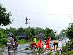Sigap Tanggap, Polsubsektor Kasreman Evakuasi Pohon Tumbang di Jalur Ngawi–Caruban