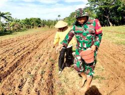 Babinsa Pangarengan Turun Langsung Bantu Petani Tanam Bibit Jagung di Dusun Rabesen
