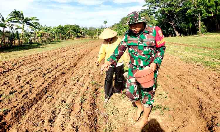 Babinsa Pangarengan Turun Langsung Bantu Petani