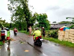 Hujan Deras dan Angin Kencang Tumbangkan Pohon Jati, Jalan Raya Sambeng Lamongan Sempat Lumpuh