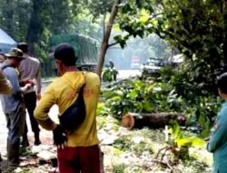 Hujan Disertai Angin Kencang, Pohon Tumbang Ganggu Aktivitas Warga Ngawi