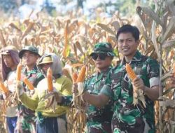 Panen Raya Jagung Warnai TMMD ke-127 di Desa Gadungan Kediri