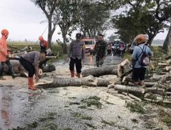 Polisi Ngawi Sigap Evakuasi Pohon Tumbang di Jalur Padas-Pangkur
