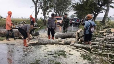 Polisi Ngawi Sigap Evakuasi Pohon Tumbang di Jalur Padas-Pangkur