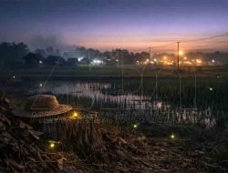 “Kerlip yang Hilang, Alarm Ekosistem dari Kunang-Kunang”