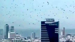 Langit Tel Aviv Diselimuti Gagak