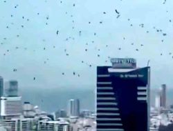 Langit Tel Aviv Diselimuti Gagak: Misteri Alam atau Pertanda?