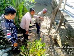 Teror Buaya di Sungai Mansapa: Nelayan Nyaris Tewas Disergap ‘Bolang’