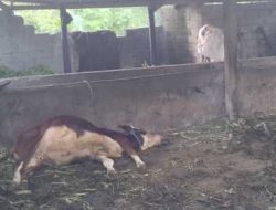 Dua Sapi Milik Warga Ngancar Dicuri dan satu ekor sapi mati diracun, Pelaku Kabur Meski Sempat Dikejar Massa