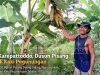 Karepattoddo, Dusun Pisang di Kaki Pegunungan