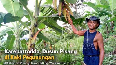 Karepattoddo, Dusun Pisang di Kaki Pegunungan